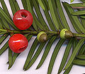 Thumbnail for version as of 22:25, 22 August 2006