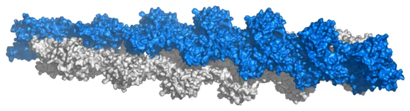 File:Actin filament atomic model.png