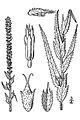 Thumbnail for version as of 03:12, 10 December 2008