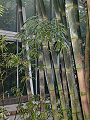 Thumbnail for version as of 00:35, 25 August 2007