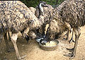 Thumbnail for version as of 02:48, 27 August 2007