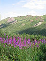 Thumbnail for version as of 18:57, 21 June 2007