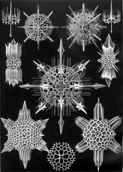 File:Haeckel Acanthophracta.jpg