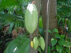 Cacao tree with fruit pods