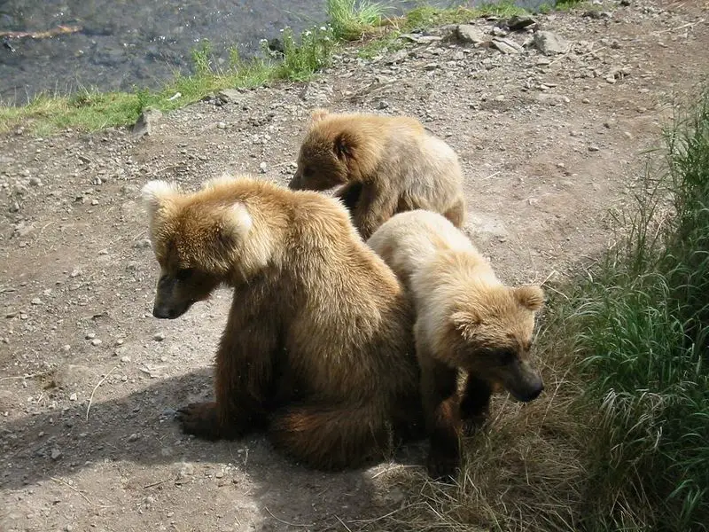 File:Katmai Sow and Cubs.JPG