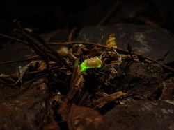 firefly larva