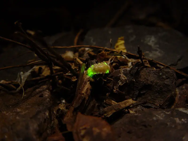 File:Leuchtkäfer - Firefly.JPG