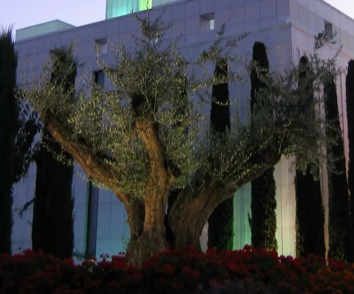 File:Olive Tree Madrid.jpg