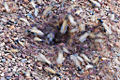 Thumbnail for version as of 23:20, 30 September 2007