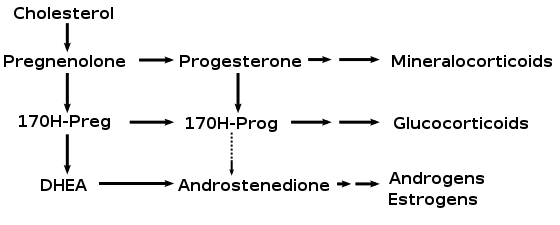 File:DHEA1.svg