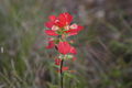 Thumbnail for version as of 17:35, 13 November 2007