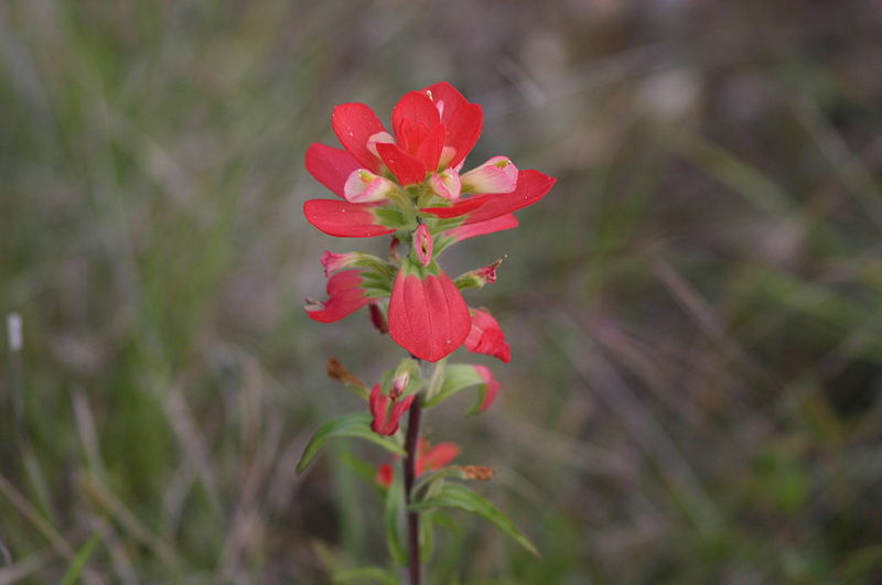File:Entire Leaf Indian Paintbrush.jpg