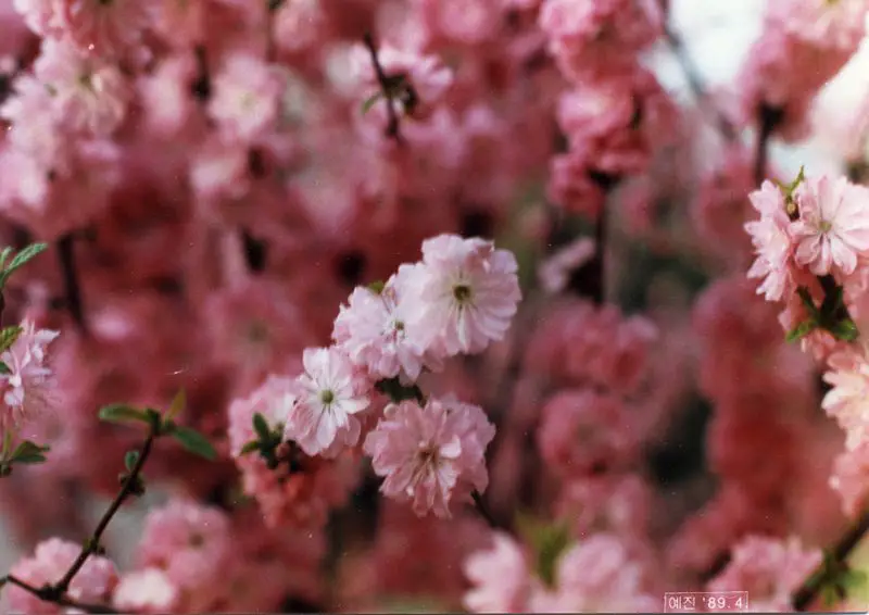 File:Flowers around Seoul 7.jpg