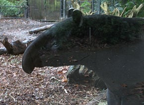 Malayan Tapir Profile.jpg