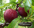 Thumbnail for version as of 16:49, 26 November 2007