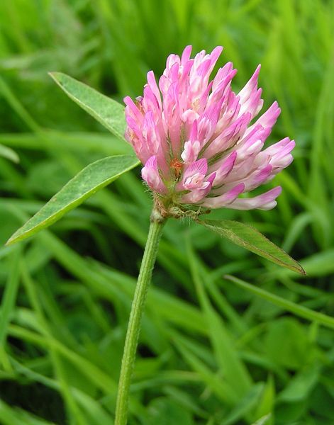 File:Red clover close 800.jpg