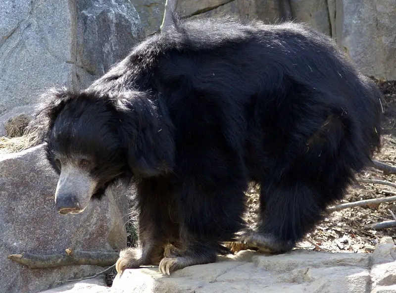 File:Sloth Bear Washington DC.JPG