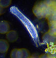 Thumbnail for version as of 21:37, 5 June 2008