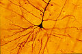 Thumbnail for version as of 21:01, 19 June 2007