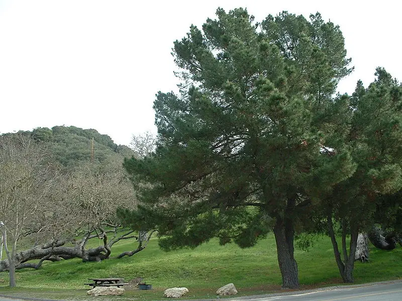 File:Lopez Lake tree2.jpg