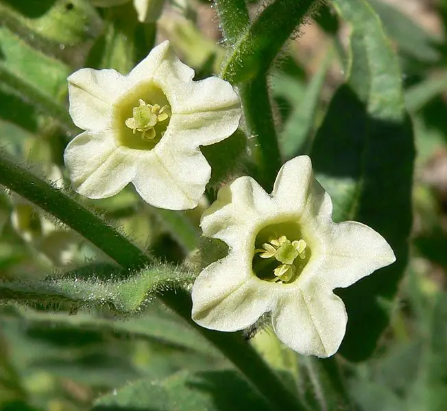 File:Nicotiana obtusifolia flower.jpg