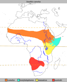 The present-day distribution of Ostriches.