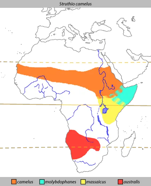 File:Struthio camelus Distribution.png
