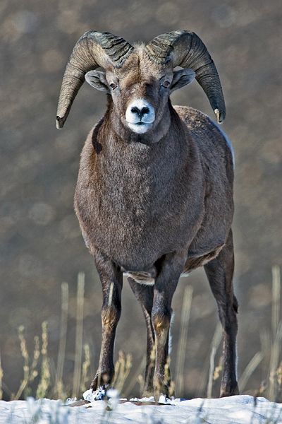 File:Big Horn Sheep.jpg
