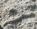 Thumbnail for version as of 12:20, 9 February 2007