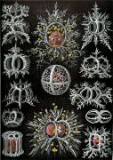 Radiolaria - New World Encyclopedia