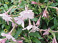 Thumbnail for version as of 15:53, 18 September 2008