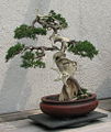Thumbnail for version as of 19:38, 14 June 2008