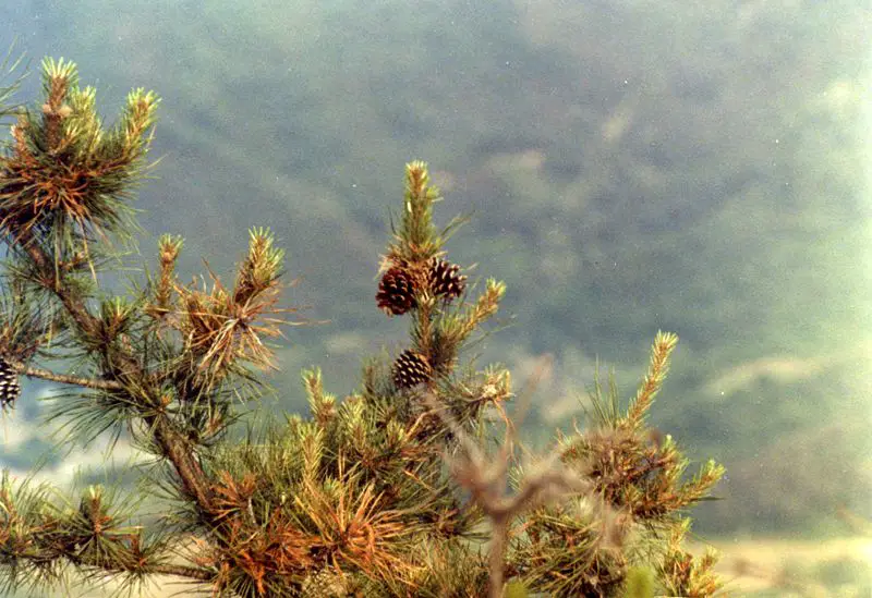 File:Trees around Seoul.jpg