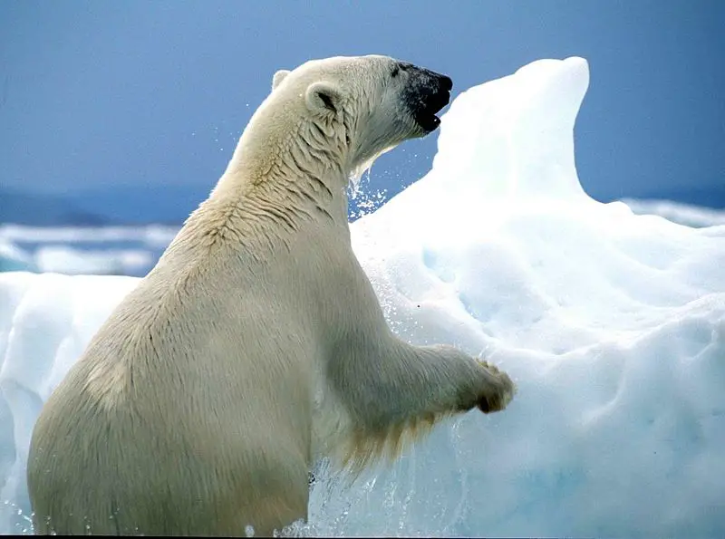 File:Ursus maritimus 1 1996-07-23.jpg