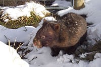 Common Wombat in the snow