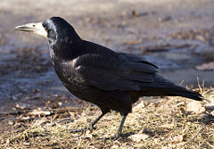 Rook (bird) - New World Encyclopedia