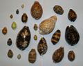 Thumbnail for version as of 15:32, 10 October 2006