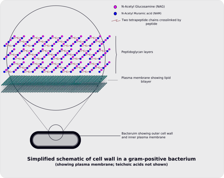 File:Gram-positive cellwall-schematic.png