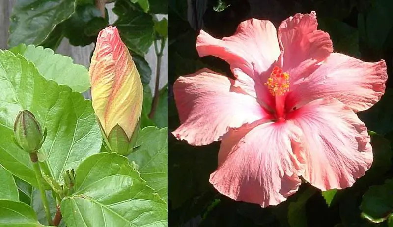 File:Hibiscus-stages.jpg