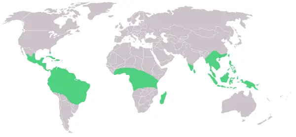 Vanilla - New World Encyclopedia