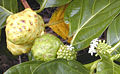 Thumbnail for version as of 23:11, 1 May 2006