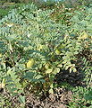 Thumbnail for version as of 01:46, 3 August 2008