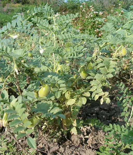 File:Cicer arietinum HabitusFruits BotGardBln0906a.jpg