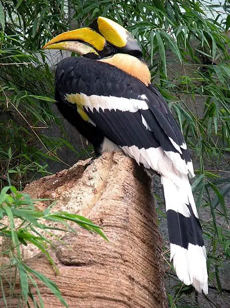 File:Doppelhornvogel-09.jpg