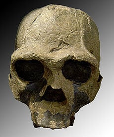 Skull KNM-ER 3733 discovered by Bernard Ngeneo in 1975 (Kenya)