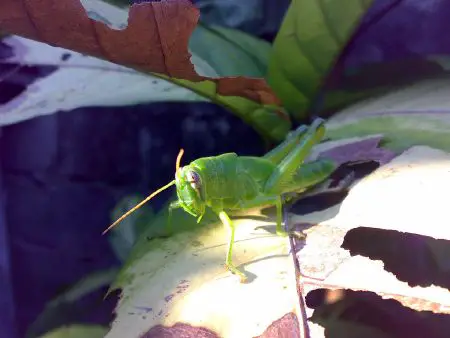 Locust - New World Encyclopedia