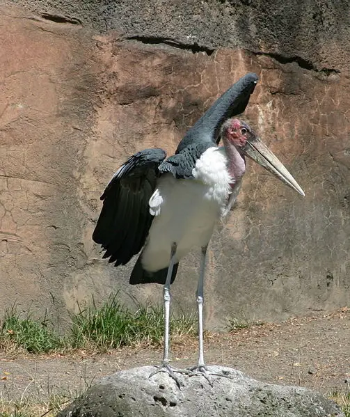 File:MarabouStork1.jpg