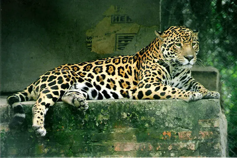 File:Panthera onca.jpg
