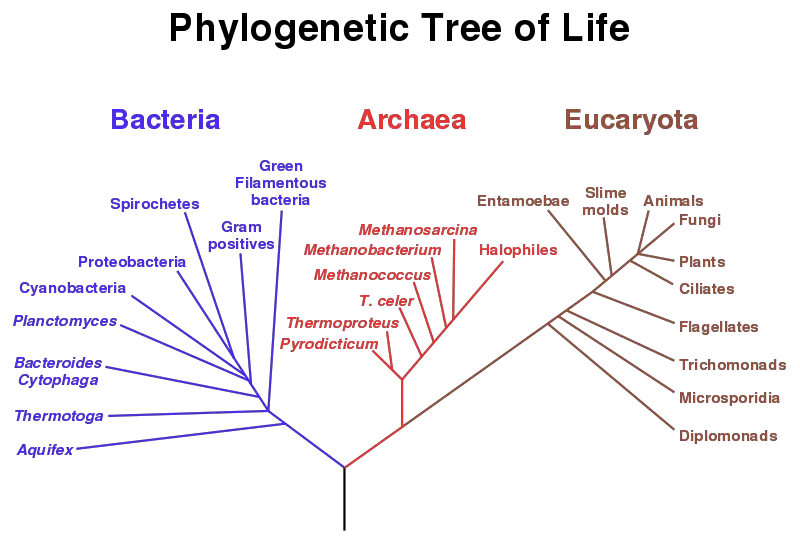 File:Phylogenetic tree.svg