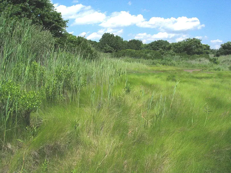 File:Saltmarsh-Grass.JPG